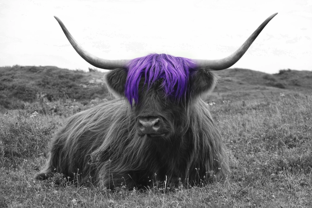 highland cow accent image