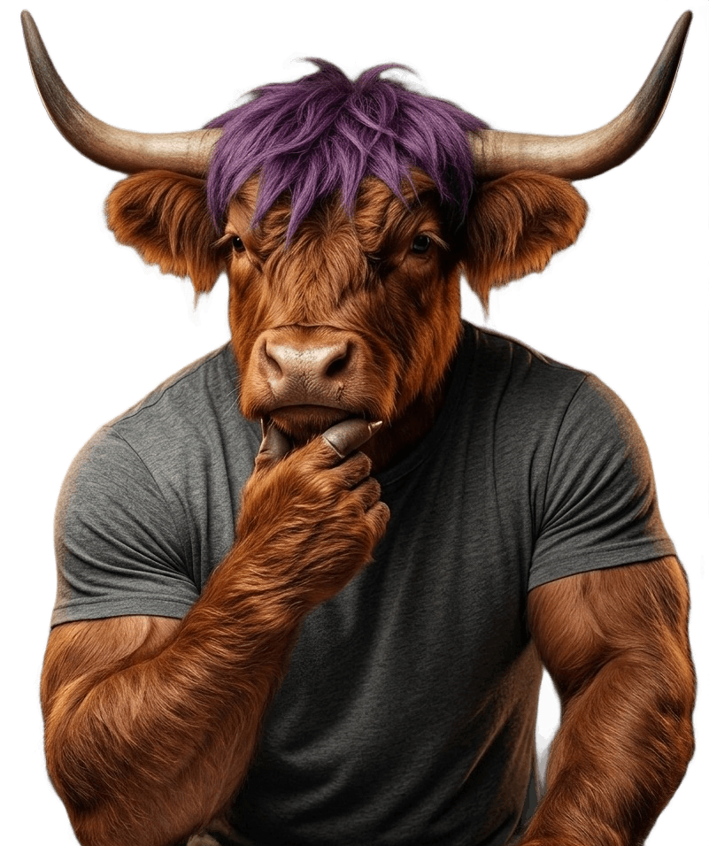 highland cow accent image